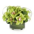 MAZZO ORCHIDEE
